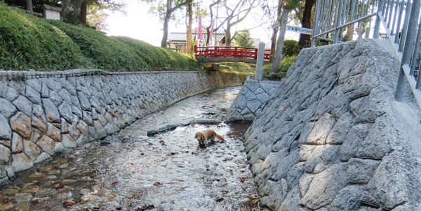 関西 犬とおでかけ 丹波 水別れ公園 おばあちゃんの里 川遊び